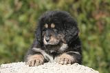 DOGUE DU TIBET 490